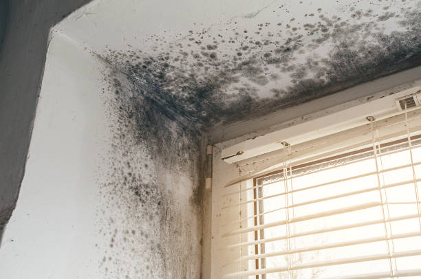 Trusted Attic Mold Removal service in Bloomfield, NJ - Cheap Mold Removal