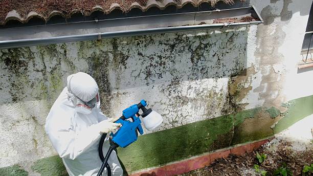 Trusted Mold Remediation service in Bloomfield, NJ - Cheap Mold Removal